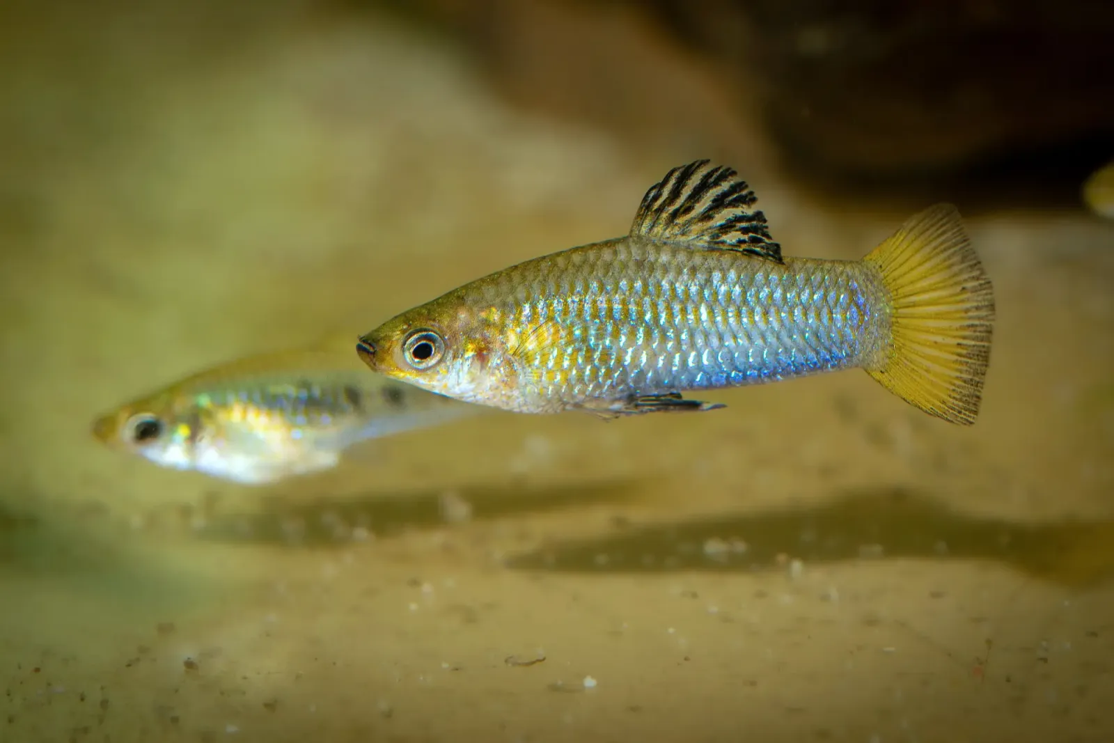 Perugia-Kärpfling im Aquarium